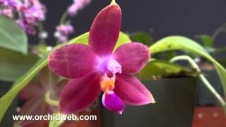 OrchidWeb  Phalaenopsis species [upl. by Morgun]