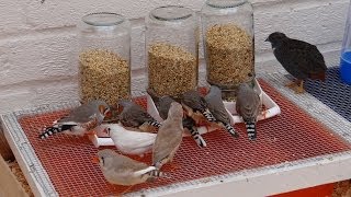 Zebra Finch Feeders [upl. by Lyrej11]