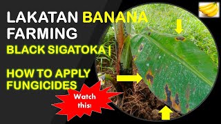 Black Sigatoka  How to Apply Fungicide Spraying  Lakatan Banana Farming [upl. by Pernick]