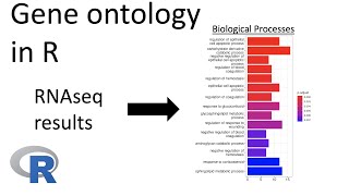 RNAseq analysis  Gene ontology GO in R [upl. by Siobhan]