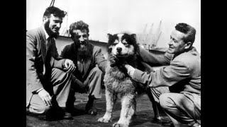 Histoire des Malamutes BJORN amp YFAUT en 1953 dans le Cantal [upl. by Lebisor]