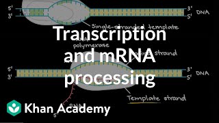 Transcription and mRNA processing  Biomolecules  MCAT  Khan Academy [upl. by Morocco]