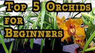 ORCHID CARE  TOP 5 Orchids for Beginners and Tips to BLOOM Them quothow to care for orchidsquot [upl. by Oderfigis]