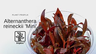 Alternanthera reineckii Mini [upl. by Barret47]