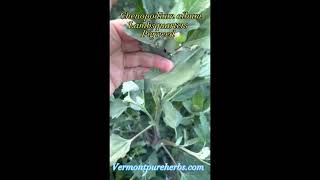 How to eat Chenopodium album aka Lambsquarters Pigweed Spinach weed as a Wild Edible staple food [upl. by Llenreb192]