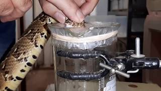 Mike Perry extracting venom from Puff Adders [upl. by Yennep]