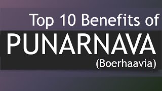 Top 10 Health Benefits of Punarnava  Medicinal Plants Boerhavia  Punarnava [upl. by Bork]