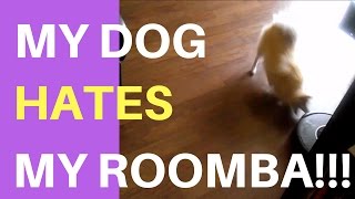 My Dog Hates My Roomba [upl. by Faxan]