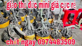 giảo thủ đức giá mềm mời cô chú xem clip ủng hộ con Zalo 📱 0974483509 Cường [upl. by Jens345]