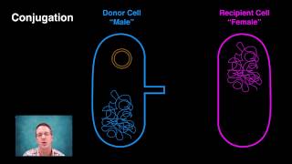 Generating Bacterial Genetic Variation [upl. by Bertrand510]