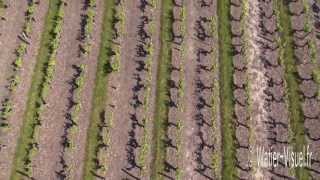 Vidéo aérienne des vignes du vignoble de Saint Saturnin sur Loire en Anjou [upl. by Magdala]