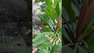 Kili Njaval Ardisia elliptica FruitMedicinal Live Plant [upl. by Enuahs]