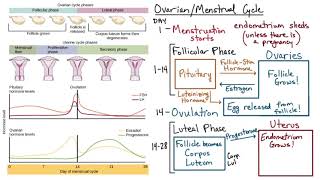 Ovarian and Menstrual Cycle  Hormone Regulation Flowchart [upl. by Nalyac174]