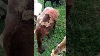 sheeps lookviral youtubeshort viralvideo best [upl. by Nelrah]