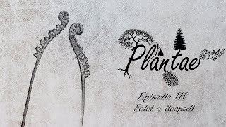 Plantae  Episodio III felci e licopodi [upl. by Ellery356]