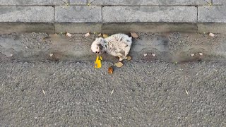 An abandoned puppy heartbroken and crying out in pain after being kicked by sanitation workers [upl. by Katherina161]