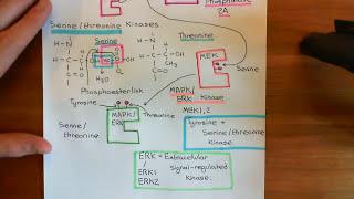 Receptor Tyrosine Kinases Part 7 [upl. by Lindon139]