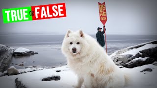 Samoyed Helped to Explore the North amp South Pole shorts [upl. by Enaitsirk]