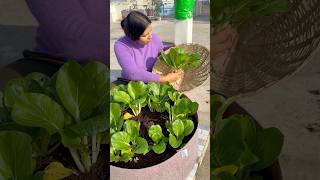 Today’s harvest part1 harvest gardening youtubeshorts [upl. by Odlanier]