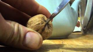 How to crack a walnut perfectly with a knife [upl. by Nohsal]