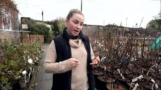 Christine’s favourite winter shrubs [upl. by Allin]