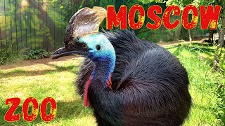 Moscow Zoo Russia short video  monkeys [upl. by Nylrahc]