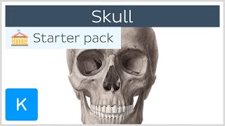 Bones of the Skull Neurocranium and Viscerocranium  Human Anatomy  Kenhub [upl. by Russom]