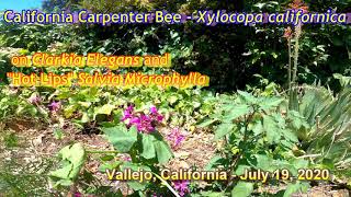 California Carpenter Bee on Clarkia and Hot Lips Sage [upl. by Kinata]