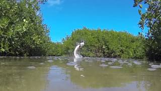 Fly Fishing for Tarpon Holbox Mexico with The Sandflea [upl. by Ailecnarf]