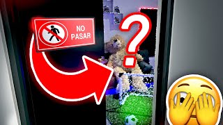 😱 LA HABITACION PROHIBIDA DE MI CASA ⛔  VIDEO ESPECIAL  FIFA DROID [upl. by Marlee176]