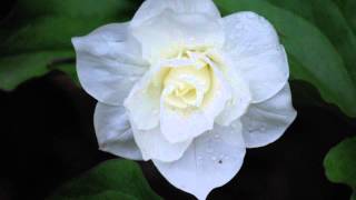 Trillium grandiflorum with Dan Jaffe [upl. by Isac379]