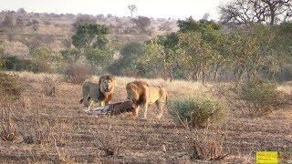 Zebra Trying To Give Birth  Watch What Happens Next In Nature [upl. by Rengaw]