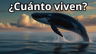 ¿Cuánto Viven las Ballenas Descubre la Vida de Estos Gigantes Marinos [upl. by Orgel]