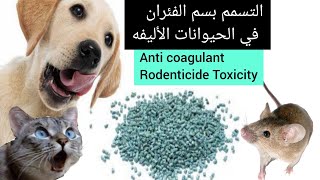 التسمم بسم الفئران في الحيوانات الاليفه Treatment of Anticoagulant Rodenticide Toxicity [upl. by Saihtam798]