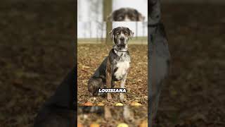 Meet the Catahoula Leopard Dog America’s Versatile Canine [upl. by Ellga]