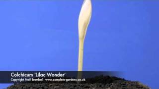 Colchicum Lilac Wonder timelapse [upl. by Lemuel]