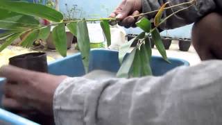 HOW TO PROPAGATE BAMBOO [upl. by Gianni]