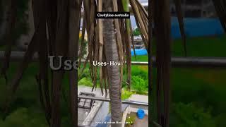 cordyline australis 🌱nature houseplants indoorplants trendingshorts [upl. by Ahtikal]