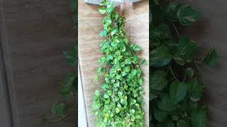 Money planthindi gardening videoshortytshortsgardeningMeragardenAnuradhaManhas1171youtubeshort [upl. by Hugibert]