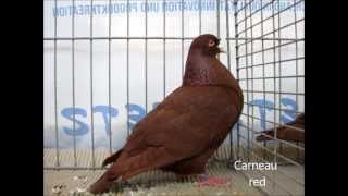 Fancy Pigeon Breeds CD Rassetauben in Englisch von C  D [upl. by Korrie143]