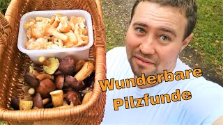 Pilze sammeln im Oktober  Steinpilze Pfifferlinge Herbsttrompeten und mehr  Tipps [upl. by Sapphera295]