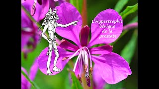 Lhypertrophie bénigne de la prostate et les plantes médicinales [upl. by Natal]