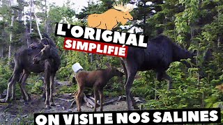 On visite nos Salines En bonus combat dorignal  Orignal Simplifié [upl. by Bertine]