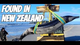 In New Zealand  The Worlds Rarest Whale SpadeToothed Whale Discovery [upl. by Pan]