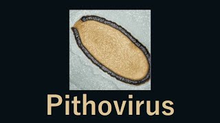 30000 year old giant virus comes back to life Pithovirus [upl. by Ahseuqram602]