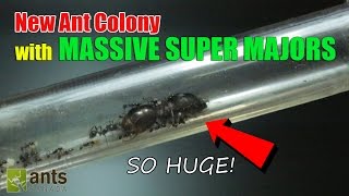 New Ant Colony Massive Super Majors [upl. by Roma563]