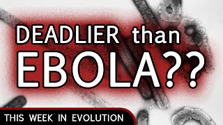 Science News What’s scarier than Ebola Marburg virus [upl. by Neelasor826]