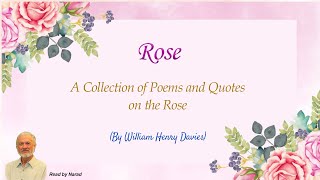 A Collection of Poems and Quotes on the Rose  By William Henry Davies Read by Narad [upl. by Nasaj]