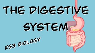 The Digestive System BBC Bitesize KS3 Biology [upl. by Trueman208]