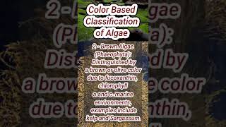 Classification of Algae  Rhodophyta pheophyta Chlorophyta [upl. by Nevs256]